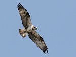 Osprey / Pandion haliaetus 