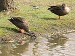 Spotbill Duck  / Anas poecilothyncha