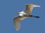 Great Egret / Ardea alba 