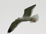 Herring Gull / Larus argentatus vegae 