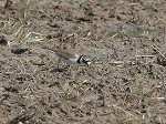 Little Ringed Plover  / Charadrius dubius curonicus 
