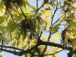 Eastern Crowned Willow Warbler / Phylloscopus coronatus