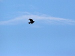 Carrion Crow/Corvus corone