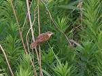 OrientalGreat Reed Warbler/Acrocephalus arundinaceus