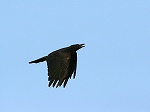 Carrion Crow/Corvus corone
