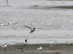 Common Tern/Sterna hirundo