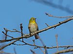 Japanese White-eye / Zosterops@japonicus 