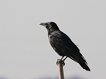 Carrion Crow / Corvus@corone 