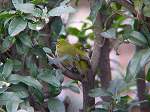 Japanese White-eye / Zosterops japonicus japonica