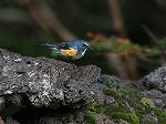 Red-flanked Bluetail/Tarsiger cyanurus