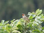 OrientalGreat Reed Warbler /Acrocephalus arundinaceus orientalis 