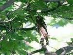 Brown Hawk Owl/Ninox scutulata japonica