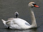 Mute Swan/Cygnus olor 