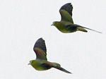 Japanese Green Pigeon/Sphenurus sieboldii sieboldii 