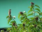Oriental@Great Reed Warbler/Acrocephalus arundinaceus orientalis 