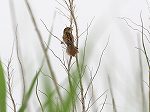 Japanese Marsh Warbler/Locustella pryeri pryeri 