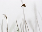 Japanese Marsh Warbler/Locustella pryeri pryeri 
