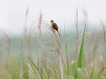 Schrenk's Reed Warbler/Acrocephalus bistrigiceps bistrigiceps 