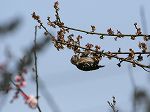 Japanese Green Woodpecker / Picus awokera 