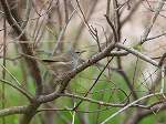 Japanese Bush Warbler / Cettia diphone 