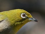 Japanese White-eye / Zosterops japonica 