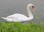 Mute Swan / Cygnus olor  