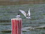 Little Tern/Sterna albifrons sinensis 