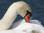 Mute Swan/Cygnus@olor 