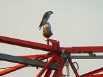  Peregrine Falcon/Falco@peregrinus