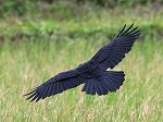 Carrion Crow /Corvus@corone 