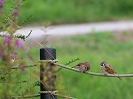 Tree Sparrow /Passer@montanus 
