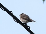 Grey-spotted Flycatcher/Muscicapa@griseisticta 