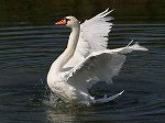 Mute Swan/Cygnus@olor 