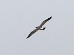Black-tailed Gull/Larus@crassirostris