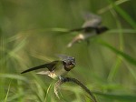 Barn Swallow/Hirundo rustica