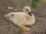 Muscovy Duck/Cairina moschata