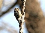 Japanese Pygmy Woodpecker / Dendrocopos@kizuki 