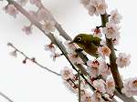 Japanese White-eye /Zosterops@japonicus