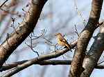 Daurian Redstart / T Phoenicurus@auroreus