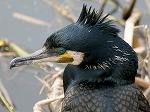 Common Cormorant/ Phalacrocorax@carbo