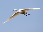 Great Egret / Ardea alba