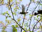 Japanese Pygmy Woodpecker / Dendrocopos kizuki