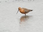 Bar-tailed Godwit / Limosa lapponica
