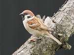 Tree Sparrow / Passer montanus
