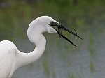 Great Egret / Ardea alba