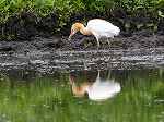 Cattle Egret / Bubulcus ibis