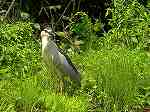 Black-crowned Night Heron / Nycticorax nycticorax