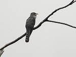 Lesser Cuckoo / Cuculus poliocephalus
