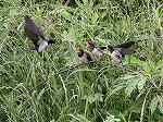 Barn Swallow / Hirundo rustica 