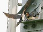 Barn Swallow / Hirundo rustica 